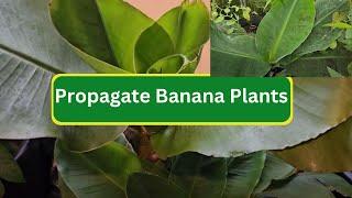 Propagate Banana Plants