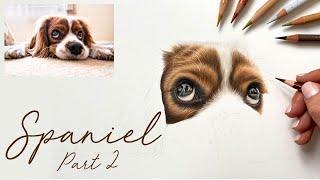 How to Draw a Spaniel in Coloured Pencils - Part 2