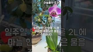 버려진 호접란에 꽃이 피었어요.