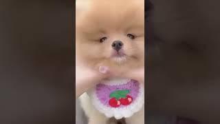 Funny dog 1 #short #jpvtuber #dog