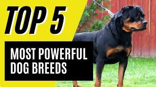 Top 5 Most Powerful Dog Breeds (German Shepherd, Rottweiler)