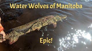 The Water Wolves of Manitoba! Epic!