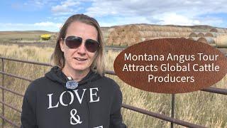 Montana Angus Tour Attracts Global Cattle Producers