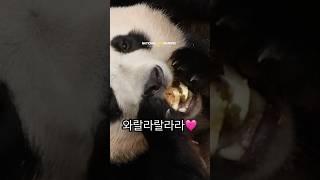  『죽순 워즈: 판다의 역습』부제: 뜻밖의 웩토우, 운명은 후이 편?!