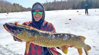 INVASIVE Fish are Taking Over! Nonstop Ice Fishing Action