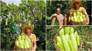 UMA COLHEITA QUE VOCÊS NUNCA VIRAM - fartura , colheita e almoço caipira