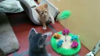 Kitten battling