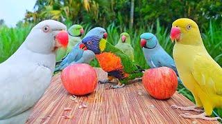 Parrot Natural Sounds - Parrot Talking