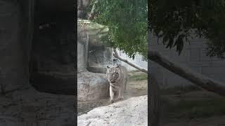 White tiger #shorts