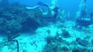 Shark reef, Negril, Jamaica