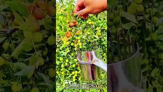 Picking goji berries from trees with a special tool