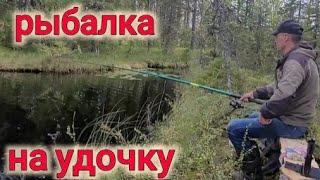 НАЛОВИЛ ОКУНЕЙ НА УДОЧКУ, СВАРИЛ УХУ НА ПРИРОДЕ