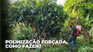 POLINIZAÇÃO FORÇADA NO CACAUEIRO, como fazer?