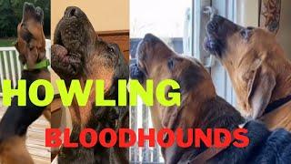 Howling Bloodhounds. So lovely and fulfilling. #howlingdog #howling #bloodhound  #dogs