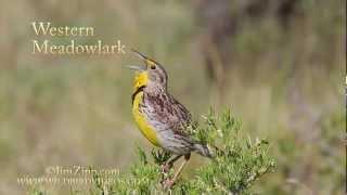 Western Meadowlark