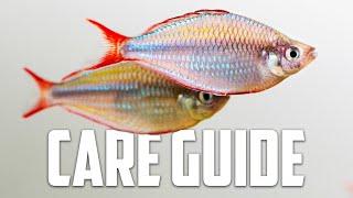 Neon Dwarf Rainbow Care Guide - Aquarium Co-Op