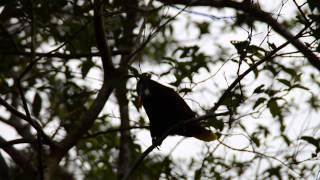 Montezuma Oropendola Bird, Costa Rica