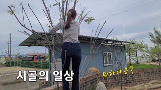 Country life with cats  고양이와 함께하는 시골생활