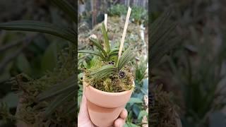 Learning tutorial grafting your orchid plant in the pot with simple techniques