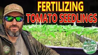 Master the Art of Growing PERFECT Tomato Seedlings Indoors!