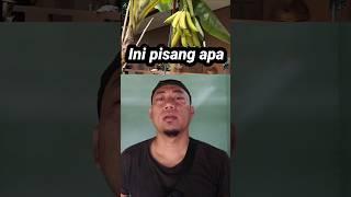 Memetik buah pisang ukuran besar #shortsvideo