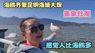 海鸥齐聚昆明海埂大坝，景象壮观 ，感觉人比海鸥多