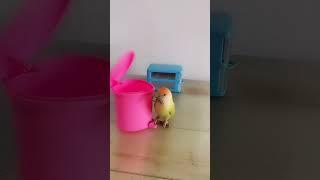 Great Smart Parrot So cute