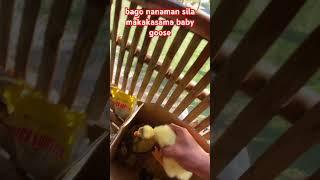 #babygoose #cute #animals #viralvideo #trending