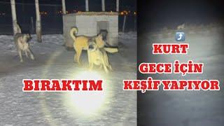 KURT ÇİFTLİĞİN DİBİNE KADAR GELDİ. KÖPEKLER ÇILDIRDI. HER AN HERŞEY OLABİLİR.