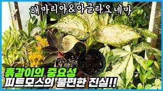 물을 잘 줘도 식물이 말라 죽는다면 꼭 보세요!! 과습이 아닙니다. 분갈이와 흙갈이의 중요성!!