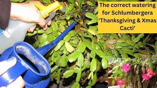 The correct Watering for Schlumbergera - Thanksgiving & Christmas Cacti #cactus #cacti #cactusplant