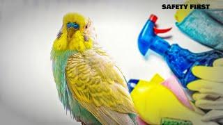 Budgie Care Tips for Cleaning and Safety