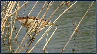 Europe's smallest heron | Little Bittern