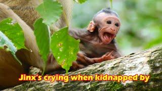 So pity for baby monkey Jinx Kidnapped by Bonita crying for help. Jade talked to Jinx don't worry