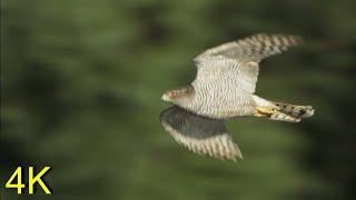 training of goshawk on lapwing ||@falconry art of kings