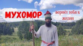 Мухомор Берёт тебя под контроль и возвращает тебя к жизни. #мухомор #дозинг #сила