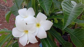 How to grow and care Nag Champa flower plant with cutting tips