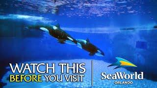 The Beginner's Guide to SeaWorld Orlando