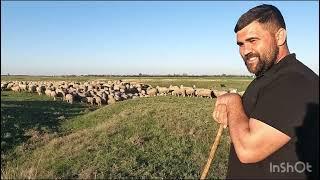 900 OI MERINOS DE PALAS A LUI CONSTANTIN CRISTIAN .RUGBIST  DE PERFORMANȚĂ.DIN MARINESTI.VRANCEA..