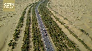 Un ambicioso proyecto chino de reforestación transforma el desierto de Taklamakan