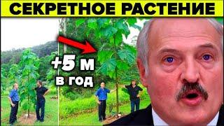 Растение будущего о котором молчат. 7 причин почему Павловния - нефтяная скважина на участке