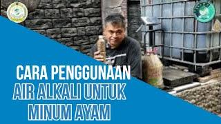 CARA PEMBERIAN MINUM AYAM DENGAN AIR ALKALI SEBAGAI PENGGANTI FAKSINASI KESEHATAN AYAM