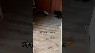 Домашние кошки в опасности... но может быть и нет #смешно   #юмор #кошки #cat #pets #animals