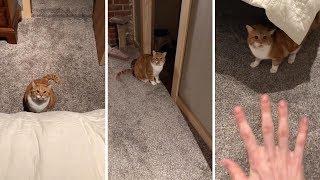 Crazy Cat Won't Let Real Estate Worker Leave Property