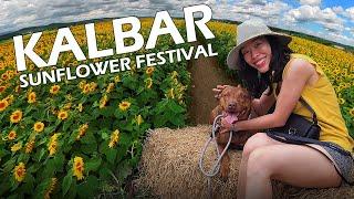 Kalbar Sunflower Festival | A great Brisbane Day Trip