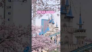 ˖ 서울 벚꽃 스팟 추천 ₊⁺ ⠀