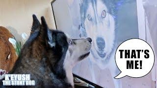 Shocked Husky Recognises Himself On TV!