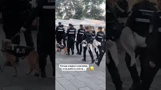 Когда наврал в резюме слишком убедительно