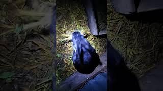 DoDo HosS is live! Rabbits Giving birth at night