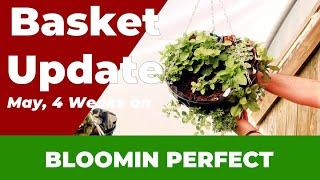 Hanging Basket Update: 4 Week Growth Progress for May